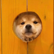 你们先上我先润