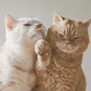 我菜我在原地洗碗