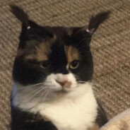 脚踩围脖的帅羊