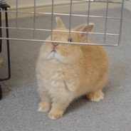 兔子就是喜欢猫猫