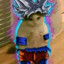 SirYorch