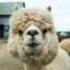 Alpaca Cheese