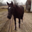 eventer1996