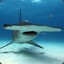 Hammerhead