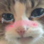 𝚒𝚚