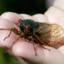 cicada_brood