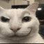 愛