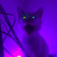 Belceblue