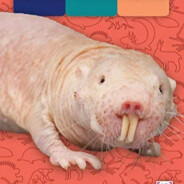 Naked MoleRat - steam id 76561197967763253