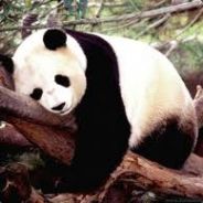 ↔Panda↔ Babou