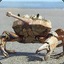 Tank Crab