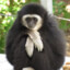 Mr. Gibbon