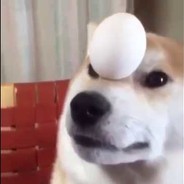 EggDogg