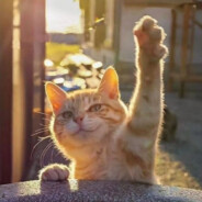 1不做无法实现的梦