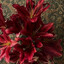 faience's avatar