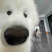 倒立的煤炭小狗