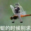 一坨屎