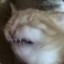 Cat Nibba²