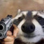 raccoon