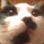 MOEdaCAT
