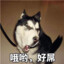 小海狮