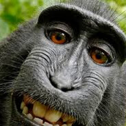 ¯\ (ツ) /¯ no i co