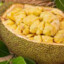 Jackfruit