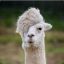 ALPACA