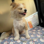 有才华也被你看出来了