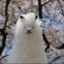 [alpaca] REAL