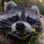 MoonWax