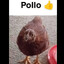 Soy EL Pollo !!