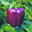 A_Purple_Pepper