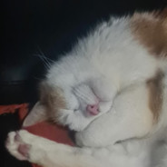 Fenix - steam id 76561197960858709
