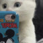 城南的猫