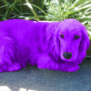 Freak purp dog