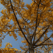 长沙粉红美少女