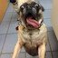 pugdogse