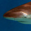 Rosa sharks