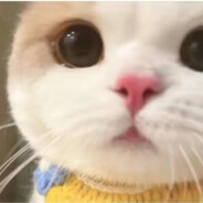 偏我来时不逢春