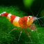SHRILPLY SHRIMPLES