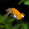 fish34