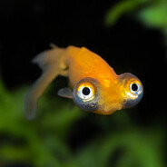 fish34