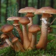 [Schmubdo]Hallimasch