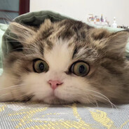 嫂子开门我是我哥