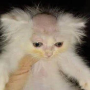 Bald cat