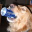 bepis