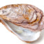 oyster