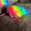 rainbow rat