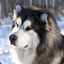 CaptMalamute